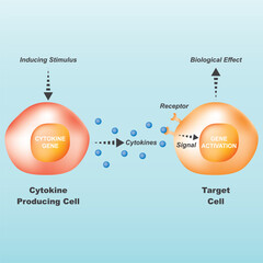 Cytokine Cell Signaling Pathway Vector Illustration Showing Immune Response Mechanism and Gene Activation