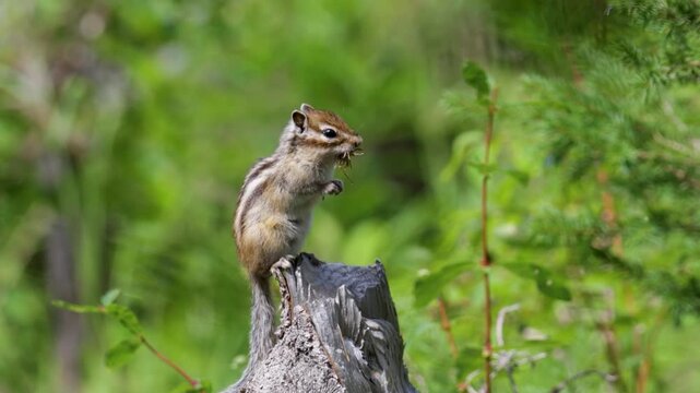 Chipmunk sits on a log close up. Russia, Altay