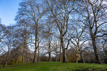 Obraz premium Walking in Green Park in London in December, surrounded by lush trees, open lawns, and peaceful paths, place for relaxation and scenic walks