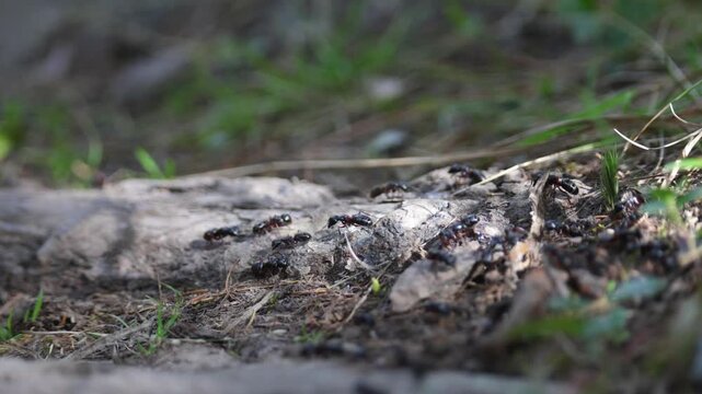 Ants crawling on an anthill. Close-up.
