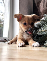 Small brown puppy lying on a wooden floor and chewing an artificial Christmas tree decor, highlighting pet safety risks during holiday home decoration