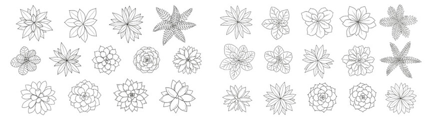 Hand-Drawn Top View Plant Ink Sketch Set Featuring Ferns and Succulents for Landscape Architecture