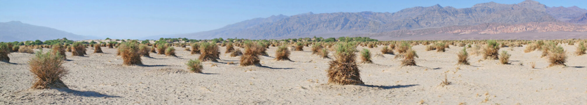 The Devil's Cornfield in Death Valley National Park is a unique landscape along Highway 190, near the Mesquite Flat Sand Dunes, characterized by dense thickets of arrowweed 