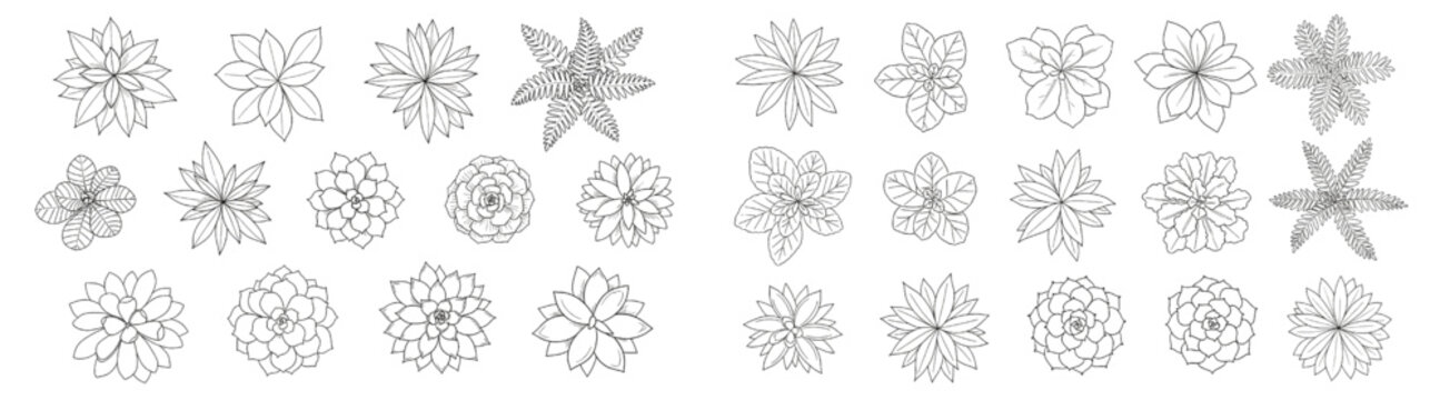 Hand-Drawn Top View Plant Ink Sketch Set Featuring Ferns and Succulents for Landscape Architecture