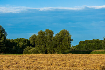 Fototapeta premium A group of trees in a meadow, Podlasie, Poland