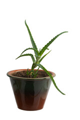 a green medicinal aloe plant in a clay flower pot, isolated on a white background