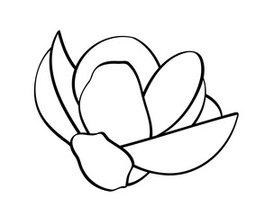 magnolia flower isolated on white background