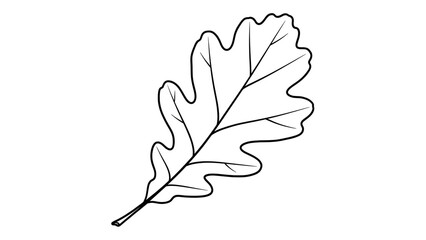 Fototapeta premium Oak leaf in minimalist style with black outline on white background for botanical illustration
