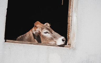 Brown dairy cow resting its head on a wooden barn window sill, peeking from dark stable interior against white plaster wall, rustic farm scene with copy space