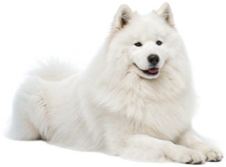 Majestic, fluffy, pure white Samoyed dog with a gentle expression and thick double coat, is comfortably lying down in a relaxed pose, illuminated by soft,, isolated on transparent background.