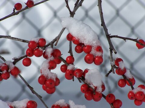 Winterberry
