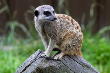 Fototapeta premium suricate