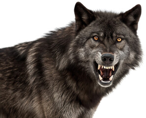 Fierce and imposing black wolf with detailed fur texture and piercing amber eyes, displaying an aggressive snarl with teeth bared, rendered in a realistic, isolated on transparent background.