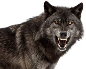 Fierce and imposing black wolf with detailed fur texture and piercing amber eyes, displaying an aggressive snarl with teeth bared, rendered in a realistic, isolated on transparent background.