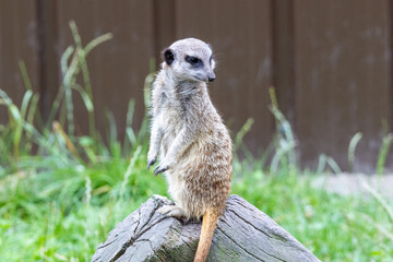 Fototapeta premium suricate