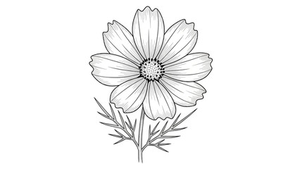 Cosmos flower illustration in minimalist style with delicate line art on white background for botanical design