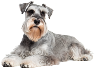 Regal and attentive miniature schnauzer with a wiry, salt-and-pepper coat and distinctive bushy eyebrows is lying down in a relaxed pose, gazing directly at the, isolated on transparent background.