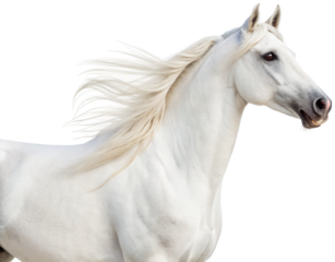 Majestic, powerful white Arabian horse with a flowing mane and tail, depicted in a realistic digital painting style, dynamically posed with its head turned and, isolated on transparent background.