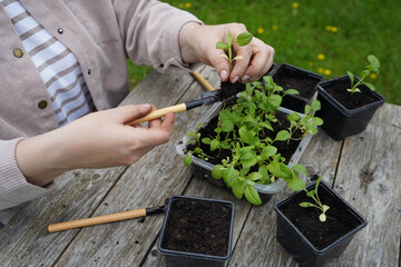 The farmer carefully transfers the fragile aster plants into larger pots to encourage growth.