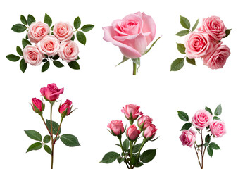 Obraz premium Beautiful pink rose isolated on transparent background