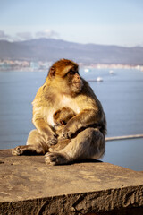 Obraz premium Gibraltar Monkey Perched Above the Harbor
