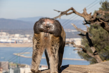 Fototapeta premium Gibraltar Monkey Perched Above the Harbor