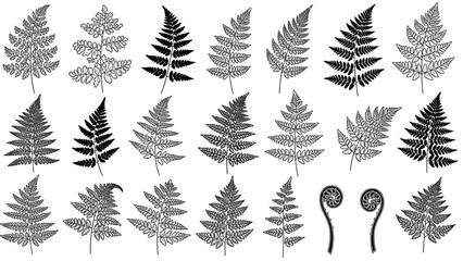 Fern Leaves Collection in Various Black and White Illustrations on White Background for Botanical Design