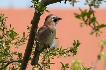 Eurasian jay