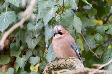 Eurasian jay
