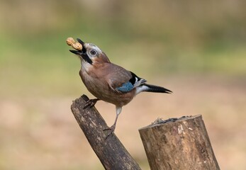 Eurasian jay