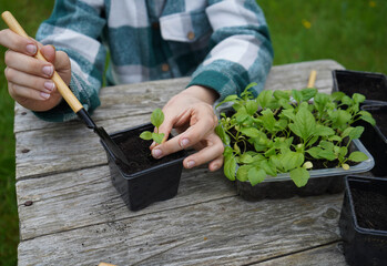 The farmer prepares the pots, then skillfully transplants the aster seedlings before sunset.
