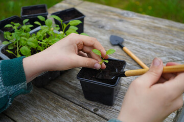 Each pot is labeled as the farmer settles the different colored aster varieties inside.