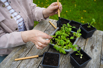 The farmer pots the young asters, giving each plant enough space to grow strong and healthy.