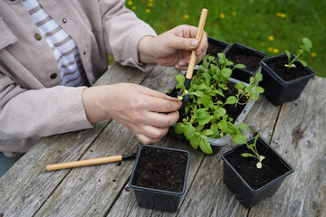 Supporting the root ball, the farmer lowers each aster into its pot and firms the soil around it.
