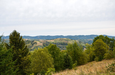 Rolling hills and dense trees under soft cloudy sky create tranquil countryside scene. Ideal for nature, travel and outdoor lifestyle visuals highlighting rural serenity and scenic vistas. Carpathians
