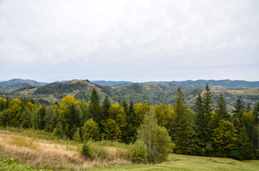 Rolling hills and dense trees under soft cloudy sky create tranquil countryside scene. Ideal for nature, travel and outdoor lifestyle visuals highlighting rural serenity and scenic vistas. Carpathians