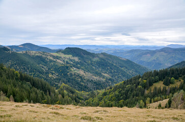Sweeping mountain valley scene with dense evergreen forests, rolling hills and sunlit meadow in the foreground. Calm, expansive, and natural ideal for nature, travel and hiking. Carpathians, Ukraine