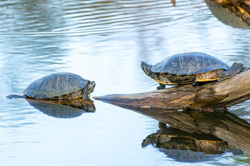 A turtle in close-up on the water