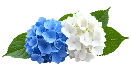 Vibrant blue and white hydrangea blooms with green leaves on a transparent background