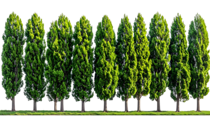 Row of vibrant, tall evergreen trees against a transparent background, sunshine