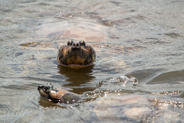 Tartaruga Tracaj&aacute; no Rio Arapiuns, Santar&eacute;m - Par&aacute;