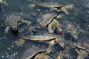 Tartaruga Tracaj&aacute; no Rio Arapiuns, Santar&eacute;m - Par&aacute;