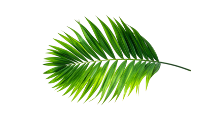 Isolated image of a vibrant green palm leaf against a stark black background