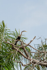 Biguatinga no Canal do Jar&iacute;, Alter do Ch&atilde;o, Santar&eacute;m - Par&aacute;