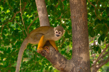 Macaco de Cheiro - Macaco da m&atilde;o amarela no Canal do Jar&iacute;, Alter do Ch&atilde;o, Santar&eacute;m - Par&aacute;