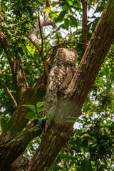 Macaco de Cheiro - Macaco da m&atilde;o amarela no Canal do Jar&iacute;, Alter do Ch&atilde;o, Santar&eacute;m - Par&aacute;