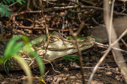 Jacar&eacute; Tinga no Canal do Jari, Alter do Ch&atilde;o, Santar&eacute;m - Par&aacute;
