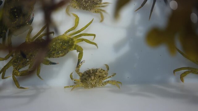 European green crab Carcinus maenas underwater in container study closeup