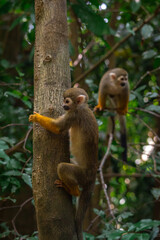 Macaco de Cheiro - Macaco da m&atilde;o amarela no Canal do Jar&iacute;, Alter do Ch&atilde;o, Santar&eacute;m - Par&aacute;