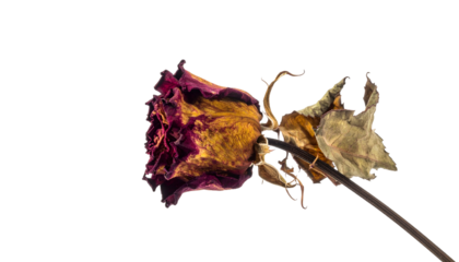 Close-up of a decaying rose, its petals in shades of yellow and burgundy, against black